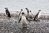 Un pinguino curioso si avvicina, Isla Martillo