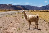 Un lama, Salta