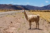 Un lama, Salta